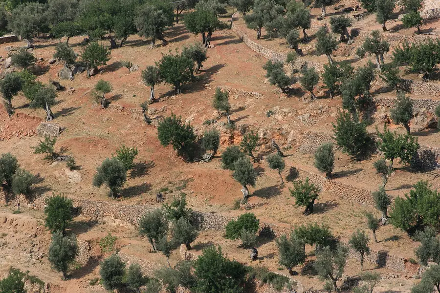 Oliveraies en terrasses près de Deià