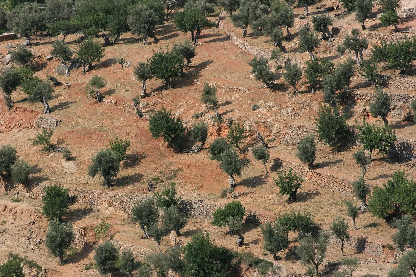 Oliveraies en terrasses près de Deià