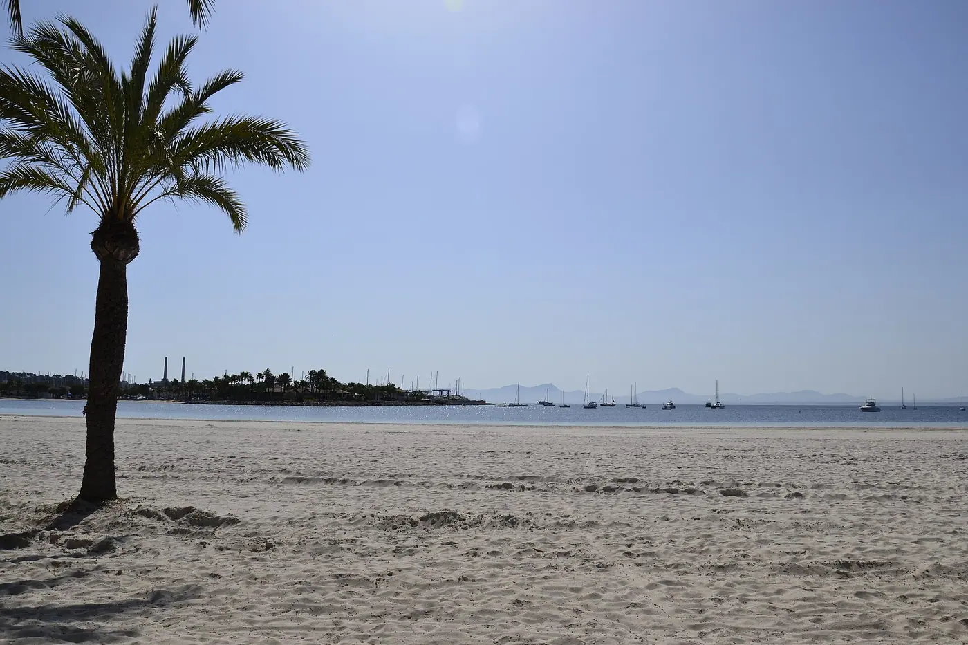 Palmier se découpant sur le sable et la mer bleue de la baie d'Alcúdia.