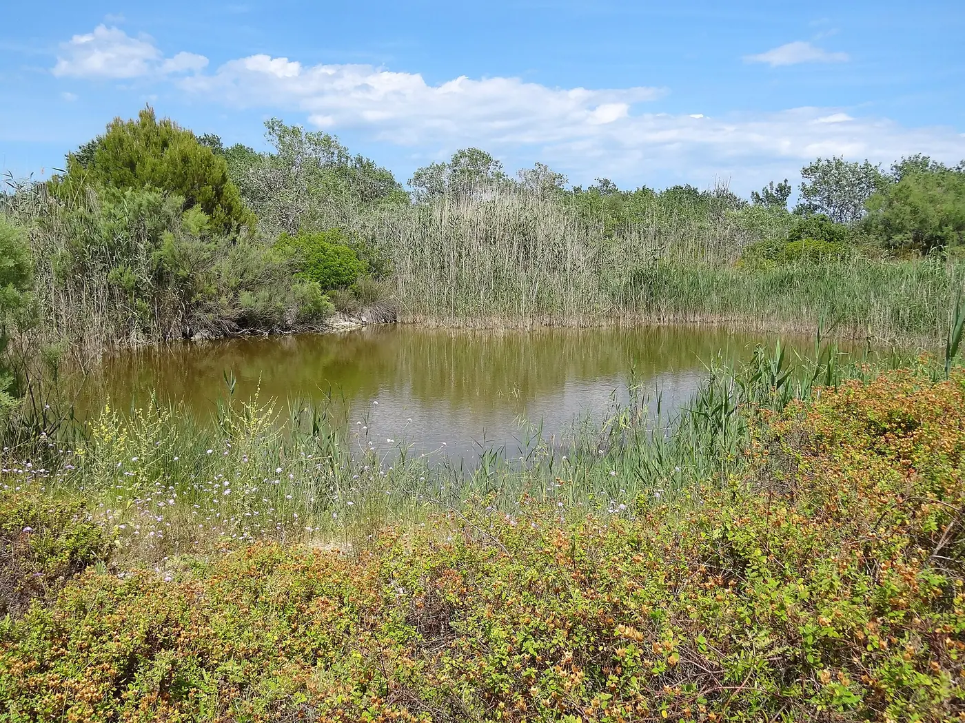 Étang et roselières du parc naturel de S'Albufera