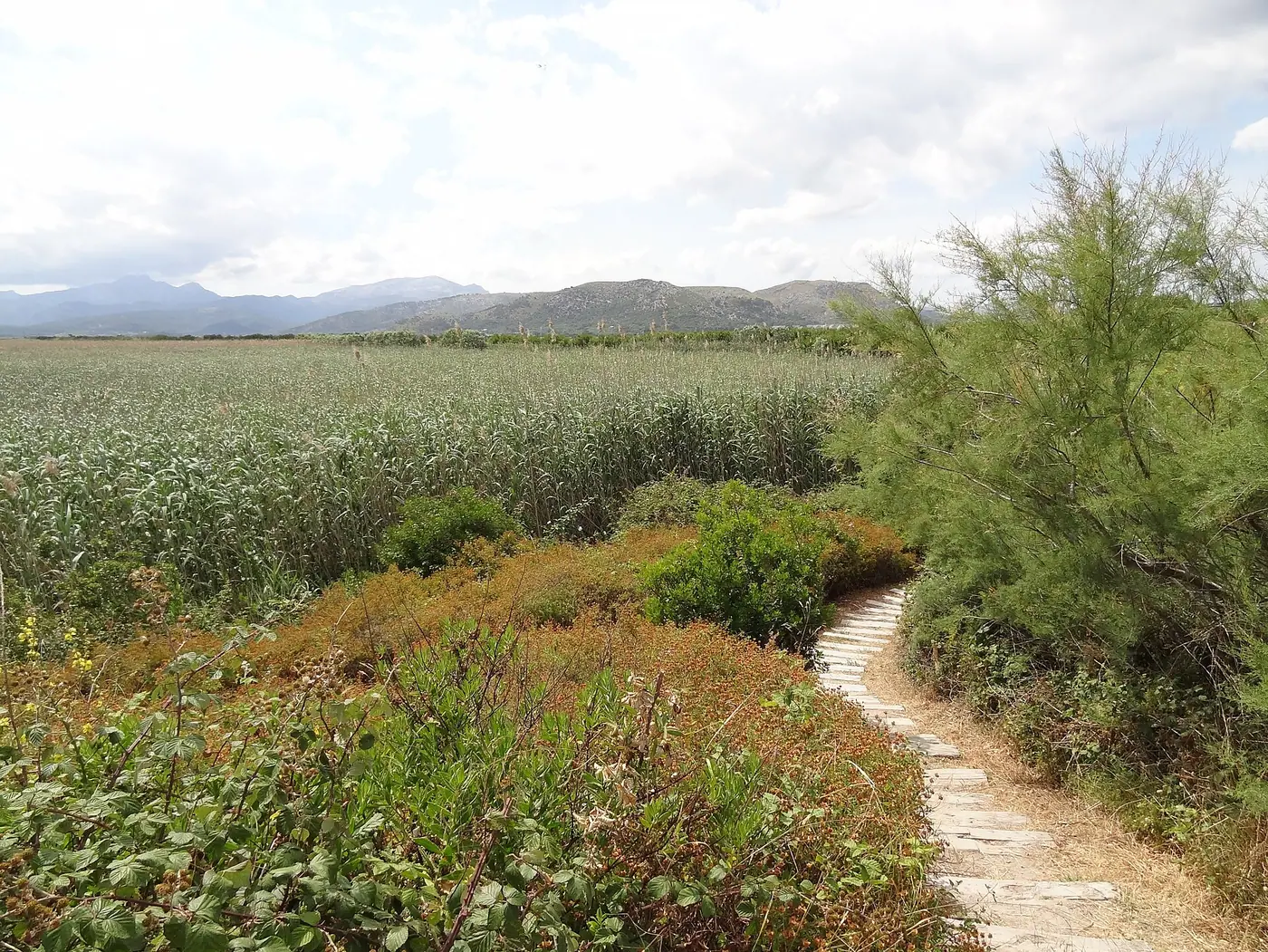 Sentier à travers les roselières de S'Albufera
