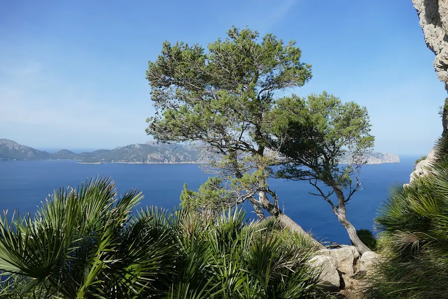 Pin solitaire dominant la mer depuis la presqu'île de la Victòria (S'Illot, Alcúdia).