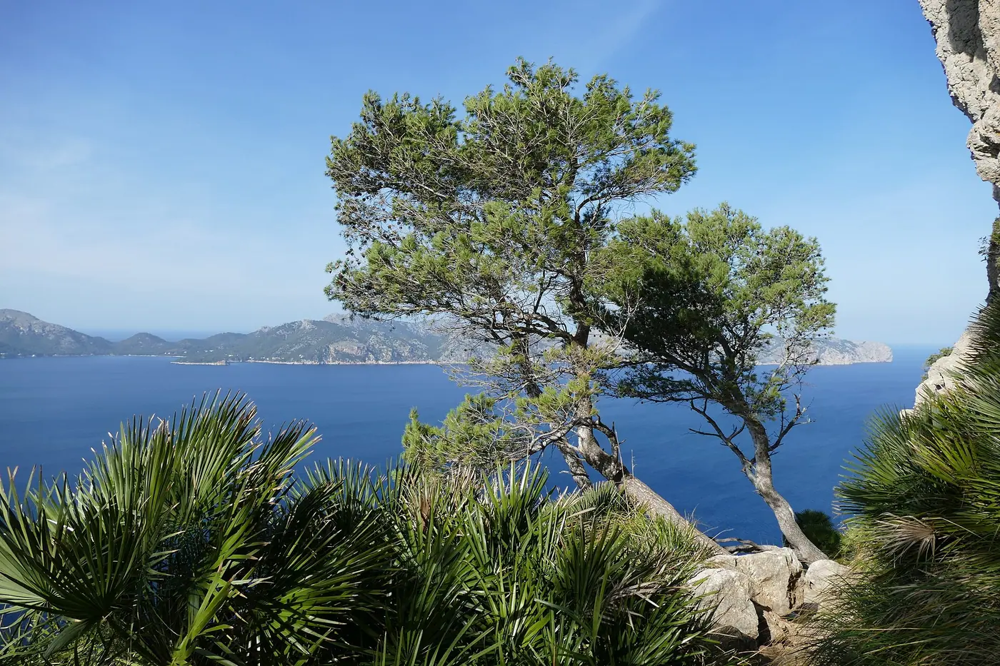 Pin solitaire dominant la mer depuis la presqu'île de la Victòria (S'Illot, Alcúdia).