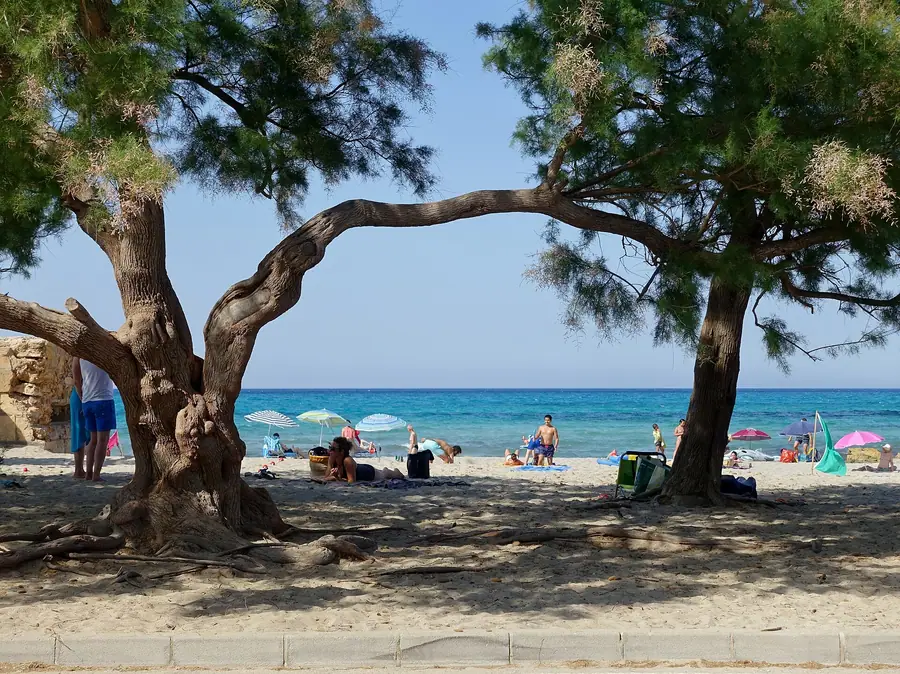 Plage ombragée de Son Serra de Marina sous un grand pin.